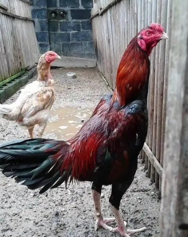 他自认赌博可控,但现实不是你想